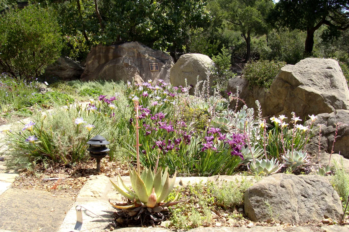 Iris flower display, Home Demonstration Garden, 2011 cv Idylwild, Canyon Velvet and Canyon Snow