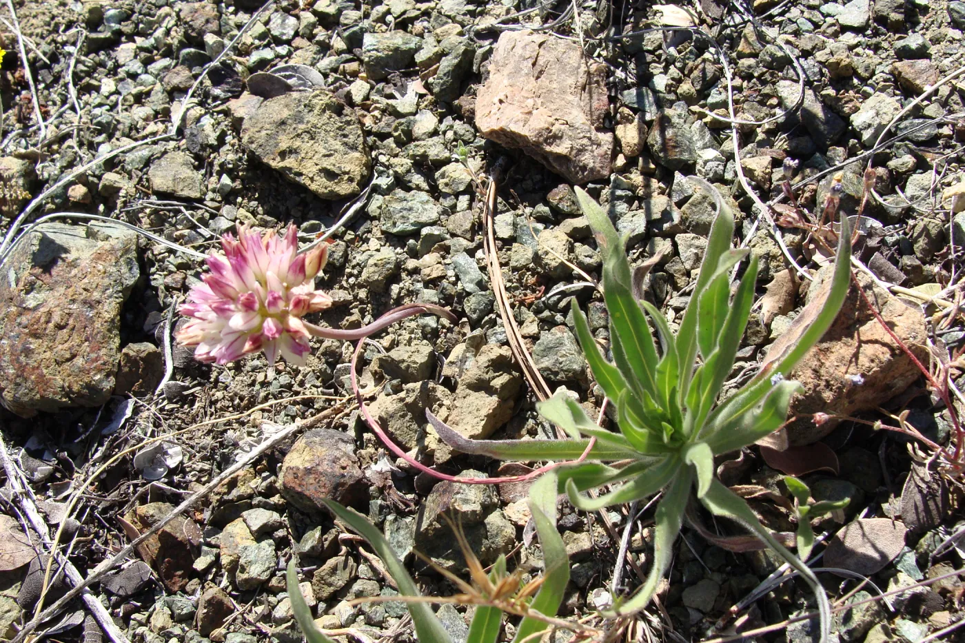Allium in flower, serpentine outcrop, Figueroa Mountain, 2011