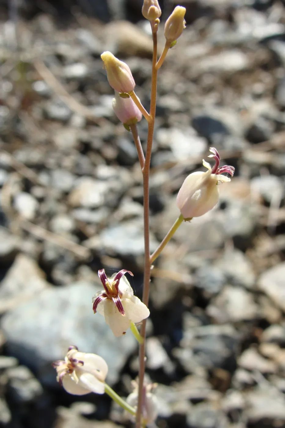 Caulanthus amplexicaulis var. barbarae, Santa Barbara jewelflower, serpentine outcrop, Figueroa Mountain, 2011