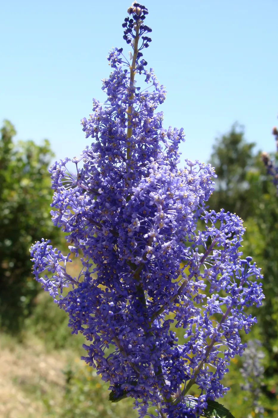 Ceanothus cyaneus in flower on the Porter Trail, volunteer after the Jesusita Fire, SBBG