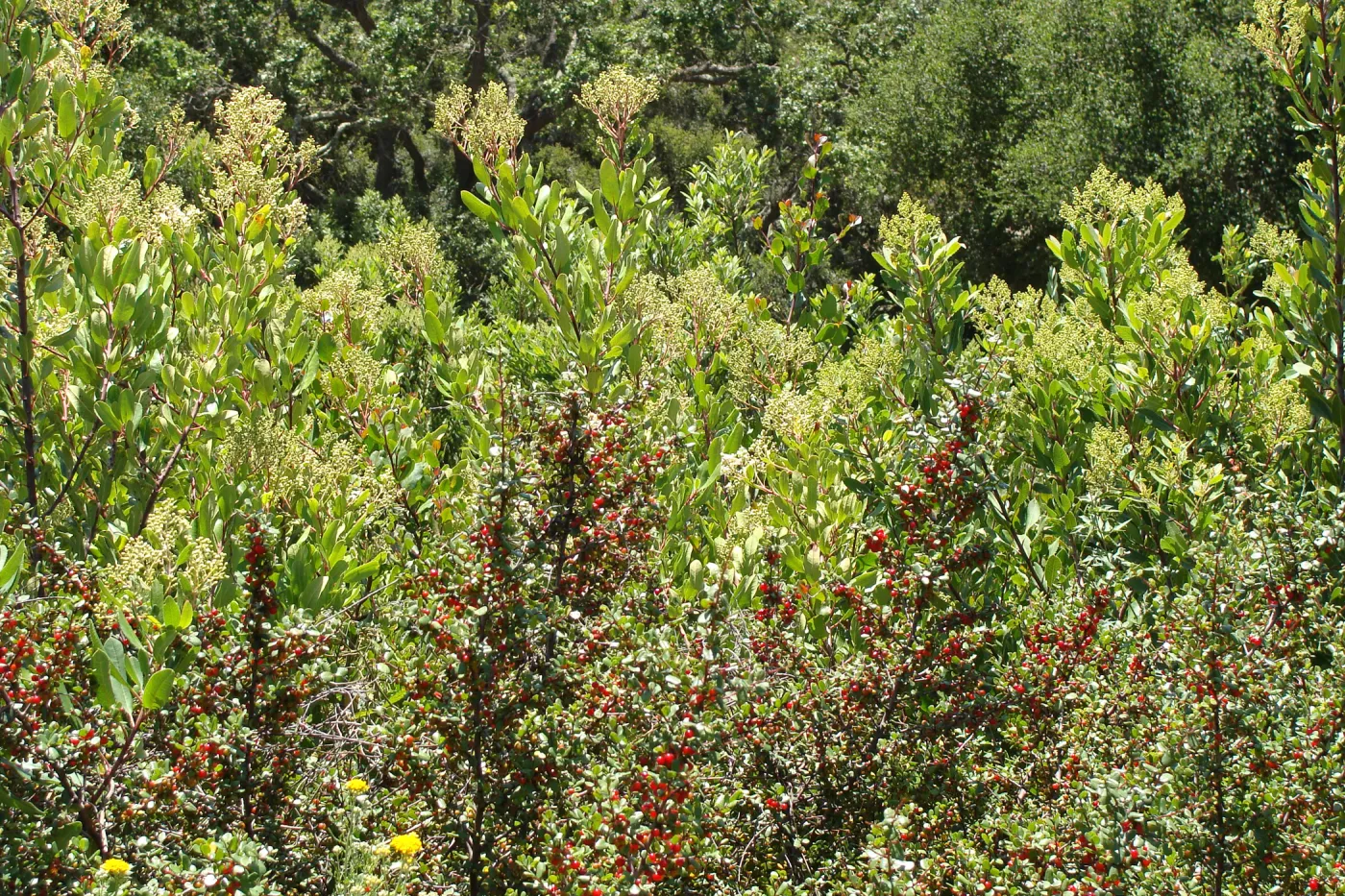 Heteromeles arbutifolia, Toyon with red berries, shrub regrowth after the Jesusita Fire, Porter Trail, SBBG