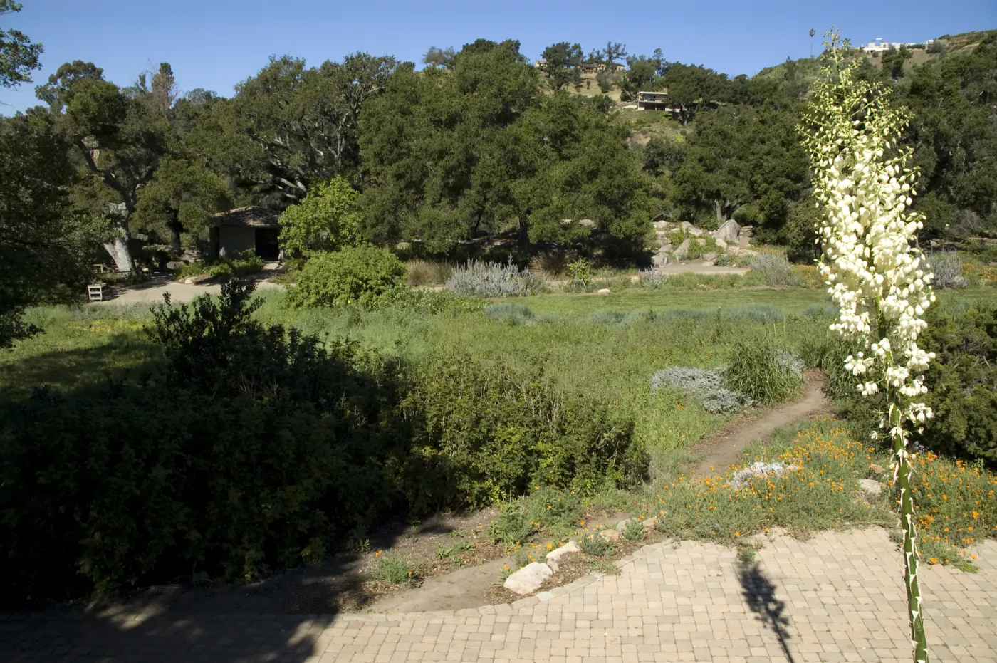 view across the Meadow to the Meadow Oaks and Pond from the parking lot, SBBG, 2 years after the Jesusita Fire