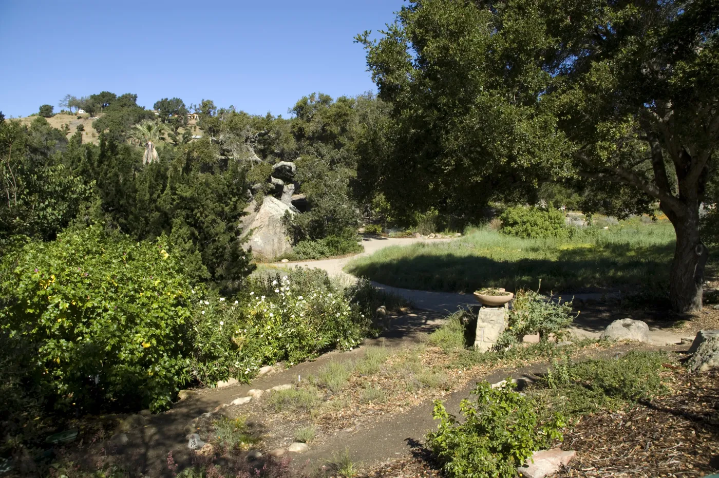 view to Blaksley Boulder from Conservation Display, SBBG, 2 years after the Jesusita Fire