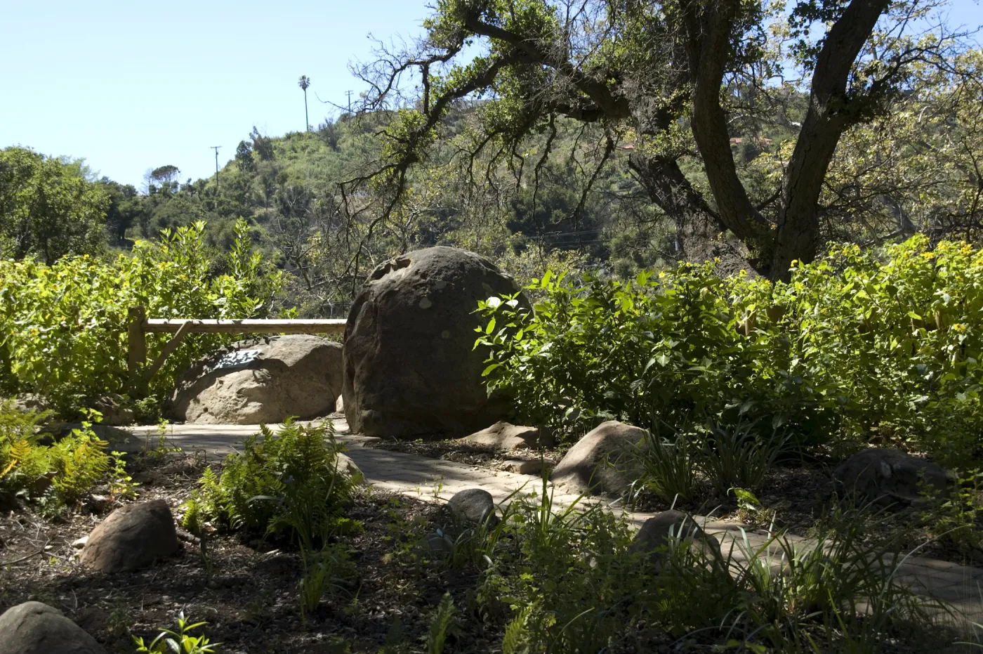 Canyon overlook, SBBG, 2 years after the Jesusita Fire