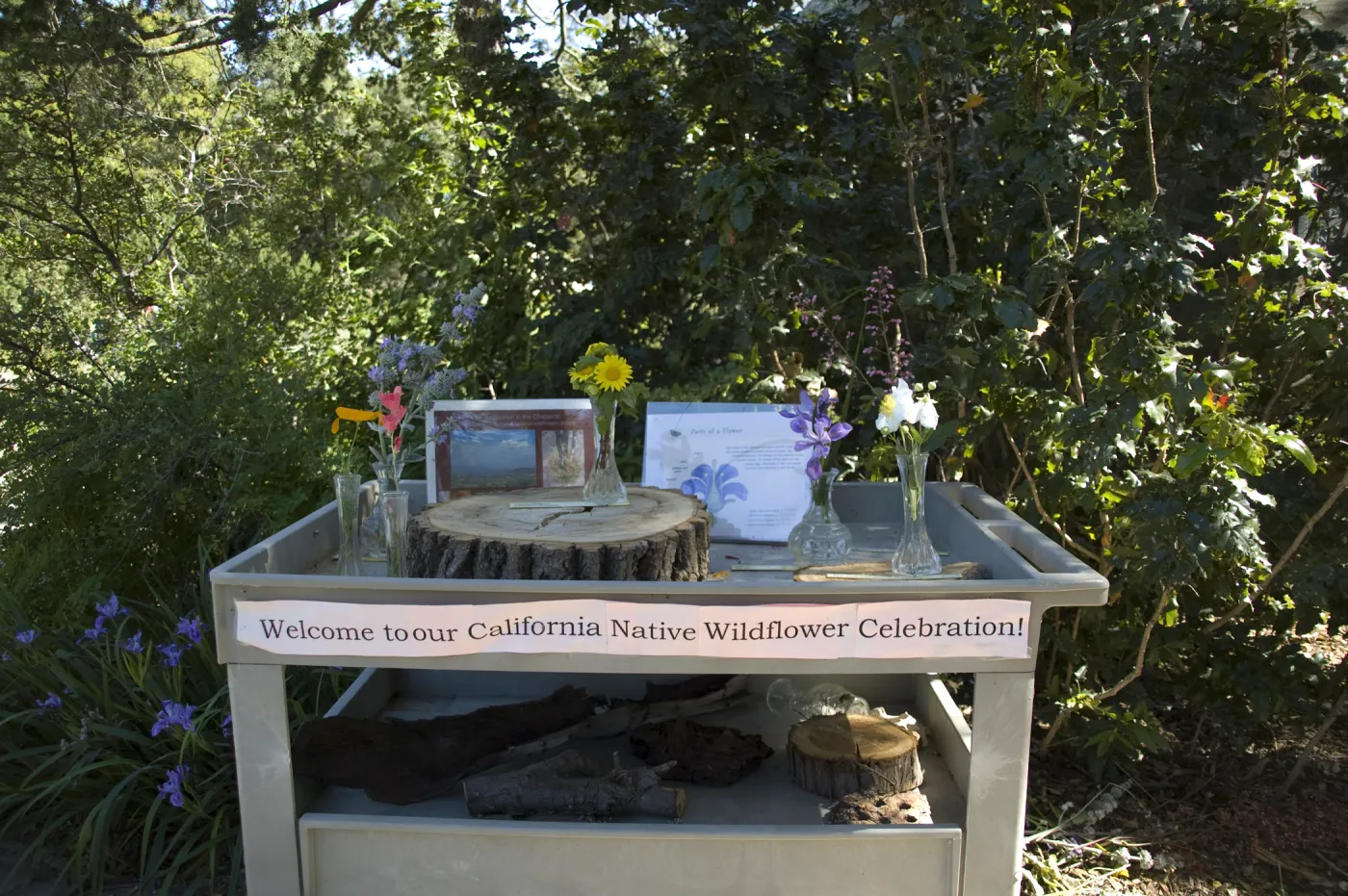 wildflower display cart, SBBG, 2 years after the Jesusita Fire