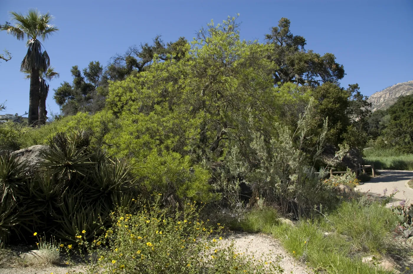 Desert Section, SBBG, 2 years after the Jesusita Fire