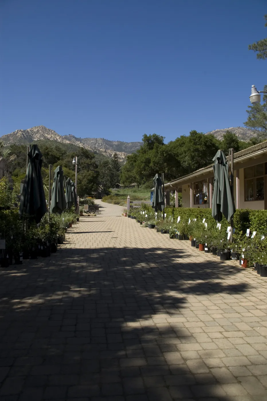 Courtyard view to the mountains, SBBG, La Cumbre Peak, 2 years after the Jesusita Fire