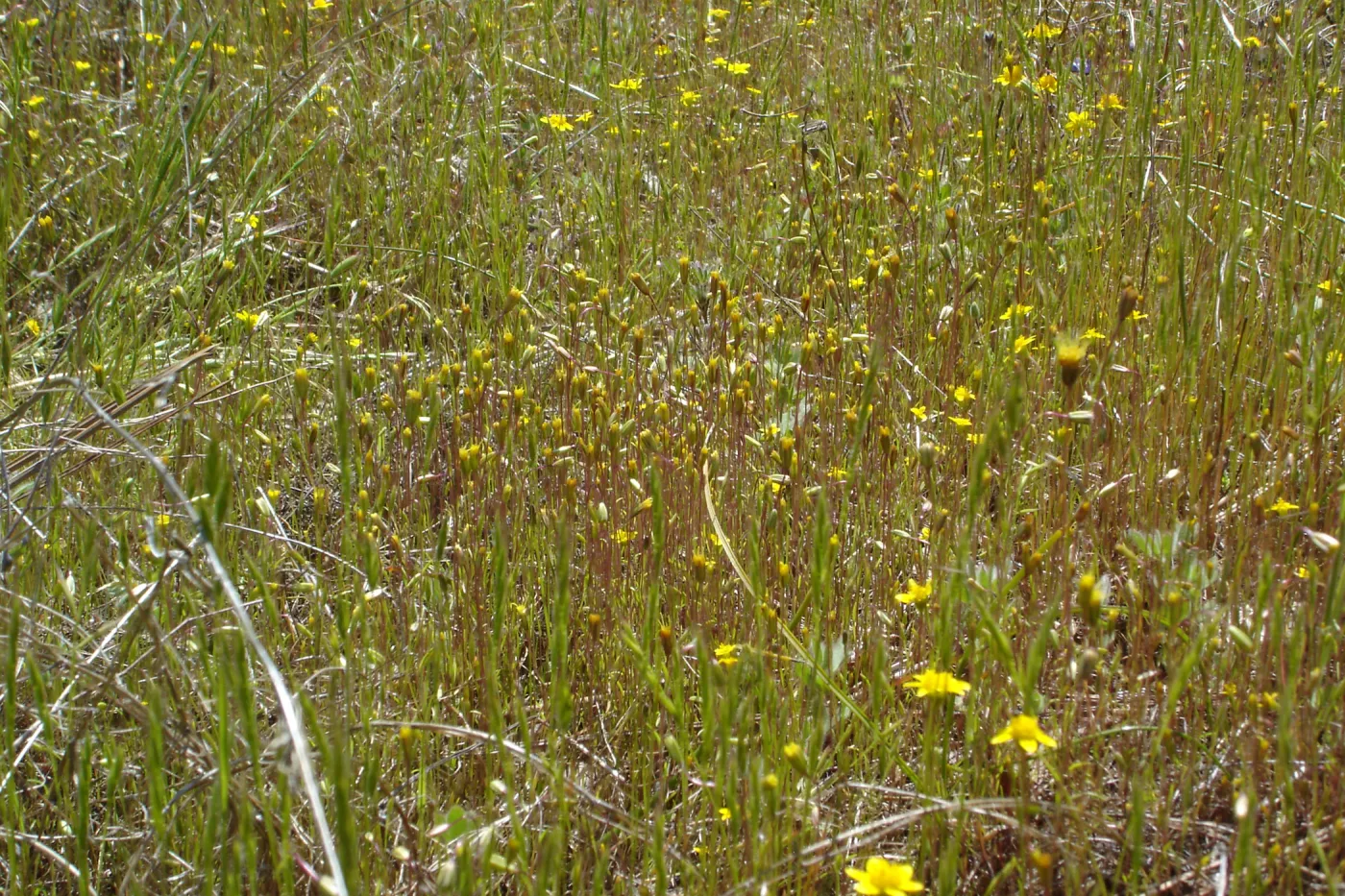 Pentachaeta exilis subsp. aeolica colony, Santa Lucia Mountains, SBBG Research and Conservation staff field trip, Fort Hunter Liggett