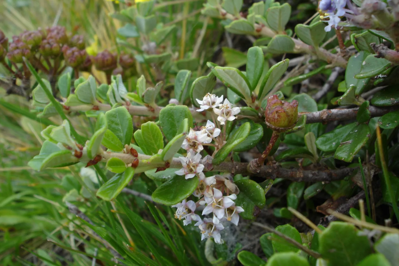 Ceanothus maritimus, coastal bluff, SBBG Research and Conservation Department fieldtrip, California coast, north of Piedras Blancas