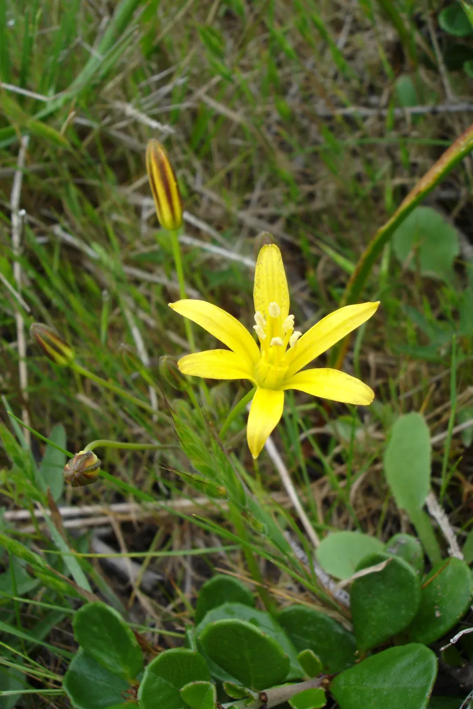 brodiaea, SBBG Research and Conservation Department fieldtrip, California coast, north of Piedras Blancas