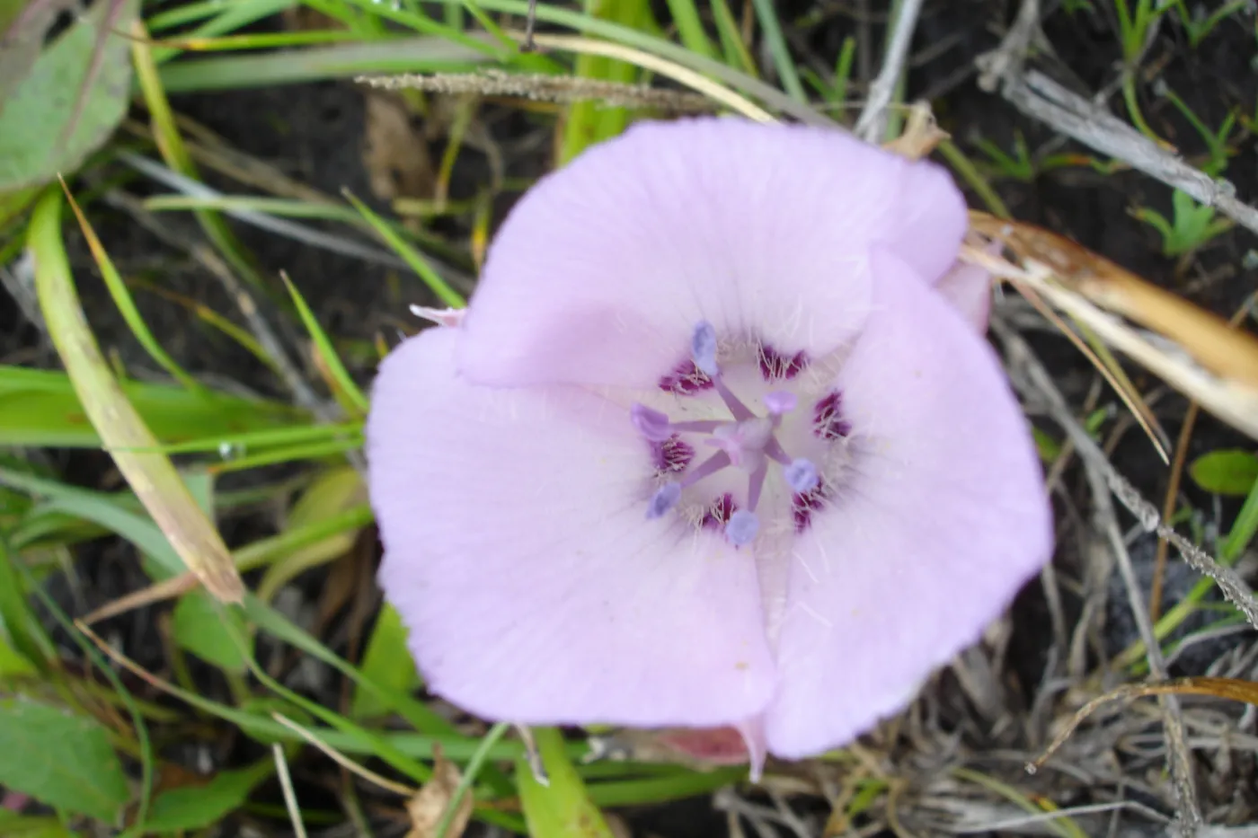 Calochortus flower, SBBG Research and Conservation Department fieldtrip, California coast, north of Piedras Blancas