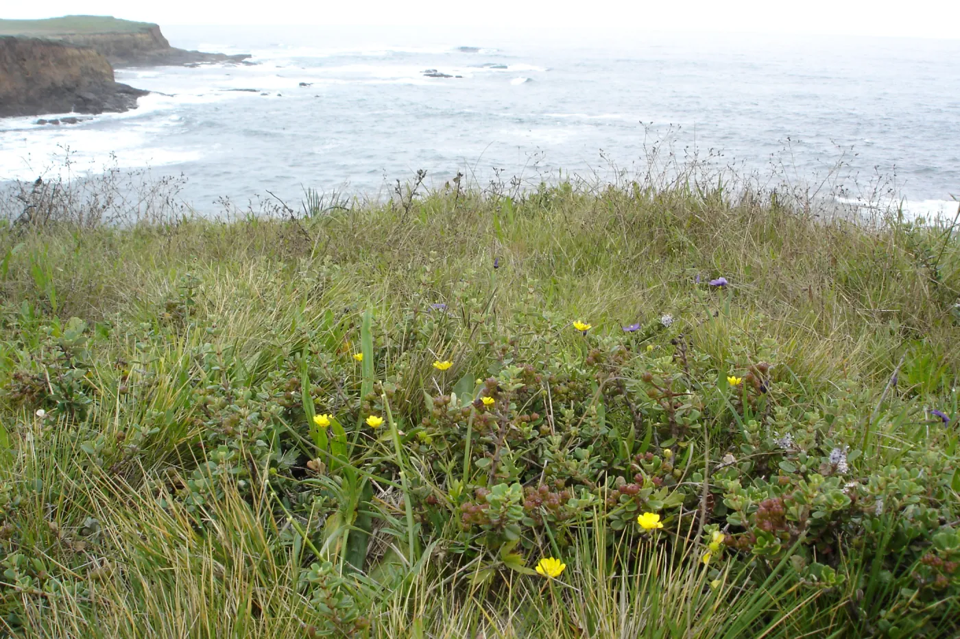 coastal bluff, SBBG Research and Conservation Department fieldtrip, California coast, north of Piedras Blancas