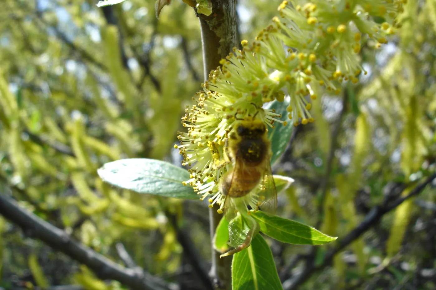 willows in bloom, Mission San Antonio, Fort Hunter Liggett, SBBG Research and Conservation staff field trip, 2006