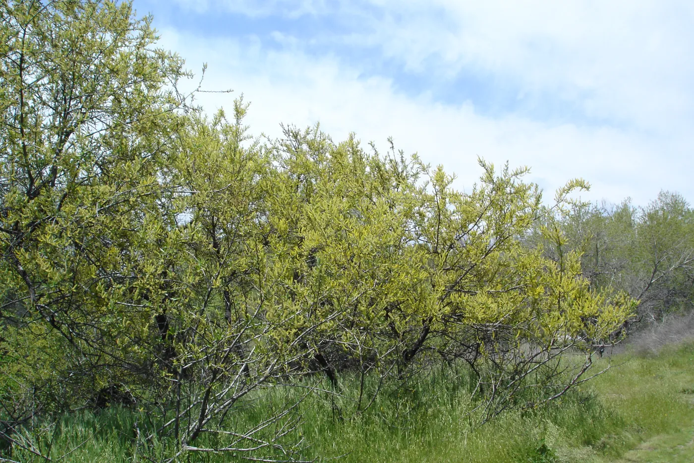 willows in bloom, Mission San Antonio, Fort Hunter Liggett, SBBG Research and Conservation staff field trip, 2006