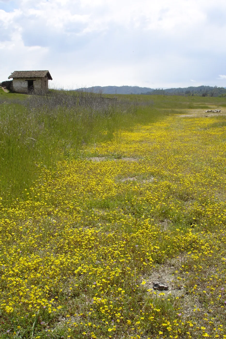 wildflowers, Mission San Antonio, Fort Hunter Liggett, SBBG Research and Conservation staff field trip, 2006