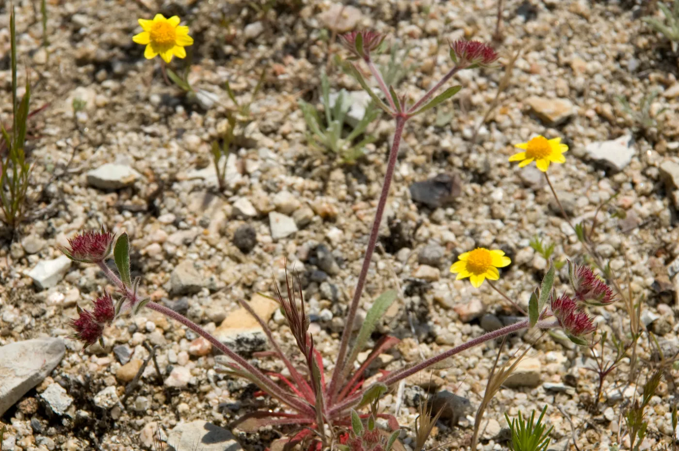wildflowers, Mission San Antonio, Fort Hunter Liggett, SBBG Research and Conservation staff field trip, 2006