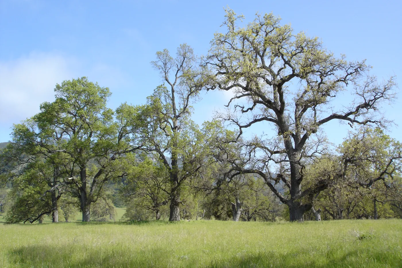 oak woodland, Wagon Caves rock shelter, Fort Hunter Liggett, SBBG Research and Conservation staff field trip, 2006