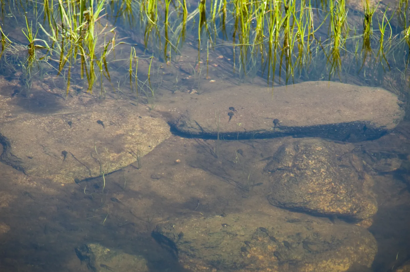 tadpoles in pond, Fort Hunter Liggett, SBBG Research and Conservation staff field trip, 2006