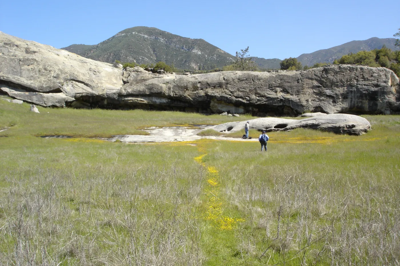 Dieter Wilken, Beth Painter, wildflowers, Santa Lucia Mountains, Fort Hunter Liggett, SBBG Research and Conservation staff field trip, 2006
