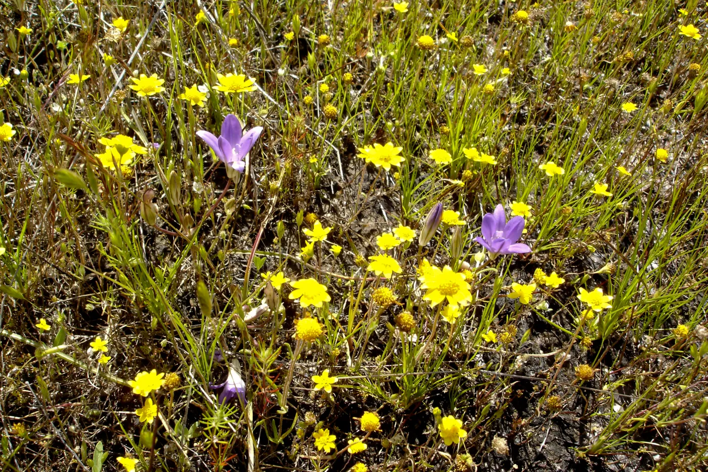wildflowers, Santa Lucia Mountains, Fort Hunter Liggett, SBBG Research and Conservation staff field trip, 2006