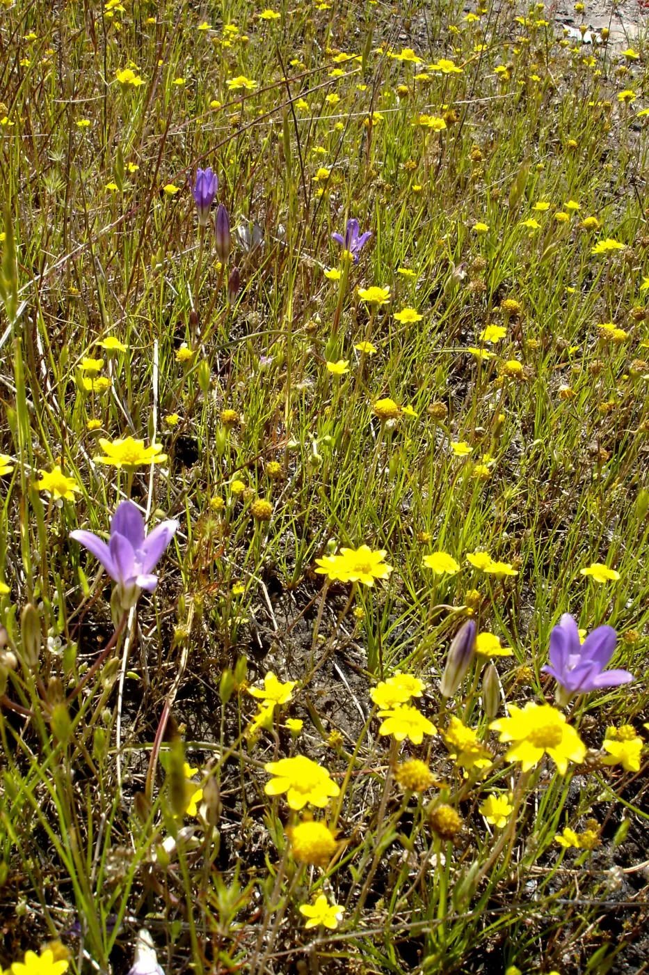 wildflowers, Santa Lucia Mountains, Fort Hunter Liggett, SBBG Research and Conservation staff field trip, 2006