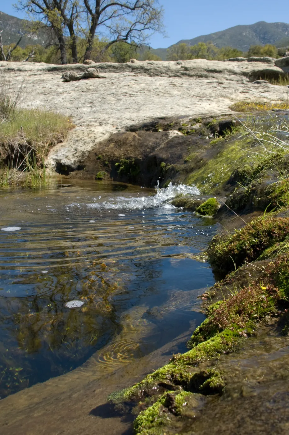 spring, Santa Lucia Mountains, Fort Hunter Liggett, SBBG Research and Conservation staff field trip, 2006
