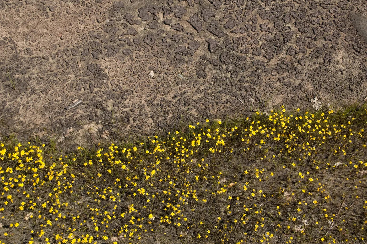 wildflowers, Santa Lucia Mountains, SBBG Research and Conservation staff field trip, Fort Hunter Liggett, 2006