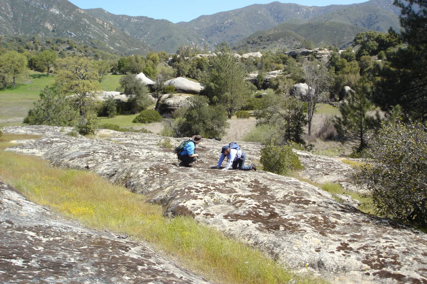 John Wardlaw and Beth Painter, Pentachaeta exilis subsp. aeolica colony, Santa Lucia Mountains, Fort Hunter Liggett, SBBG Research and Conservation staff field trip, 2006