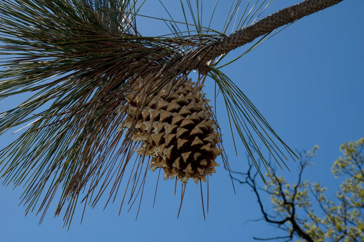 pine branch with cone, Fort Hunter Liggett, SBBG Research and Conservation staff field trip, 2006