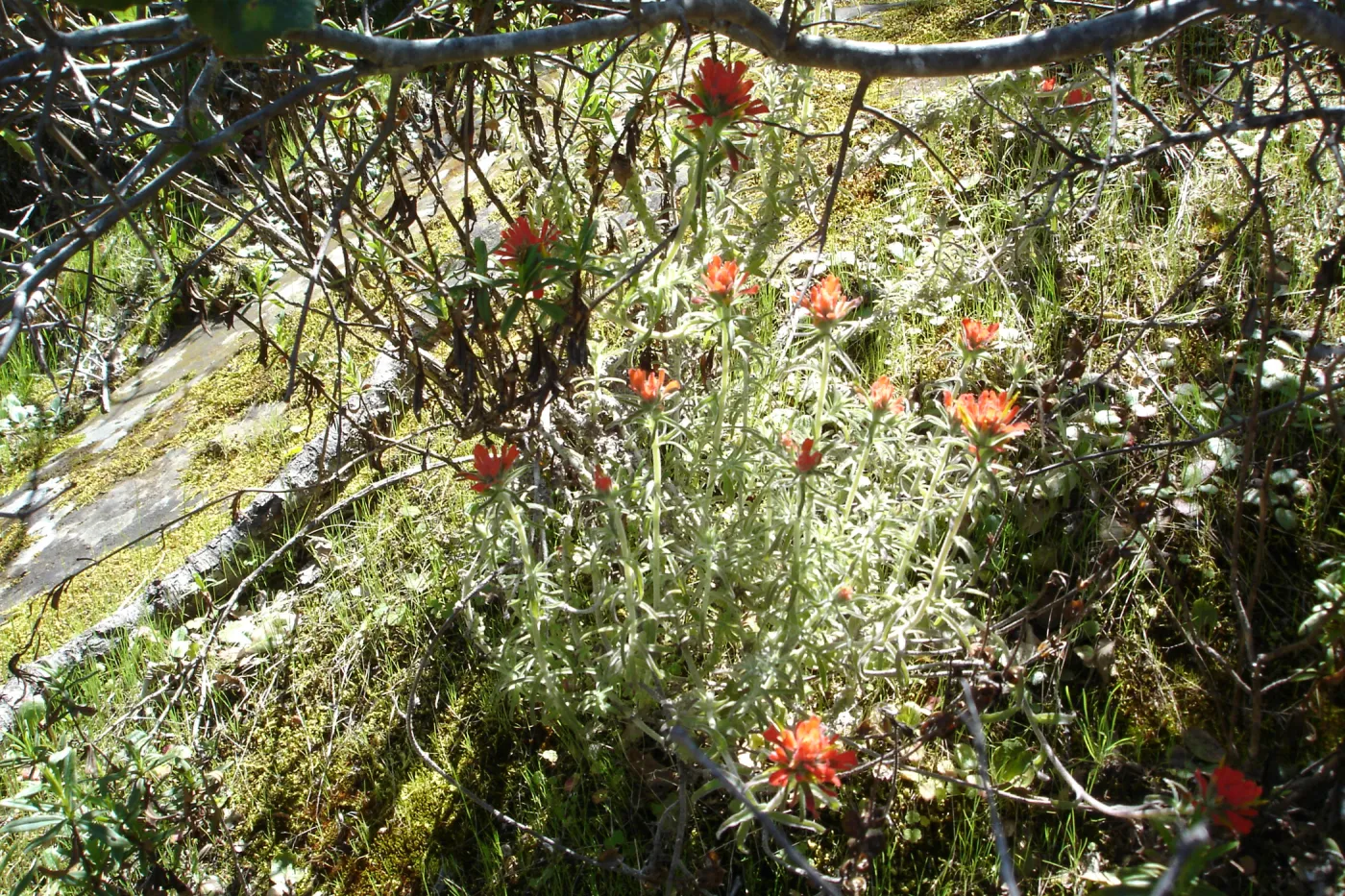 Castilleja, Santa Lucia Mountains, Fort Hunter Liggett, SBBG Research and Conservation staff field trip, 2006