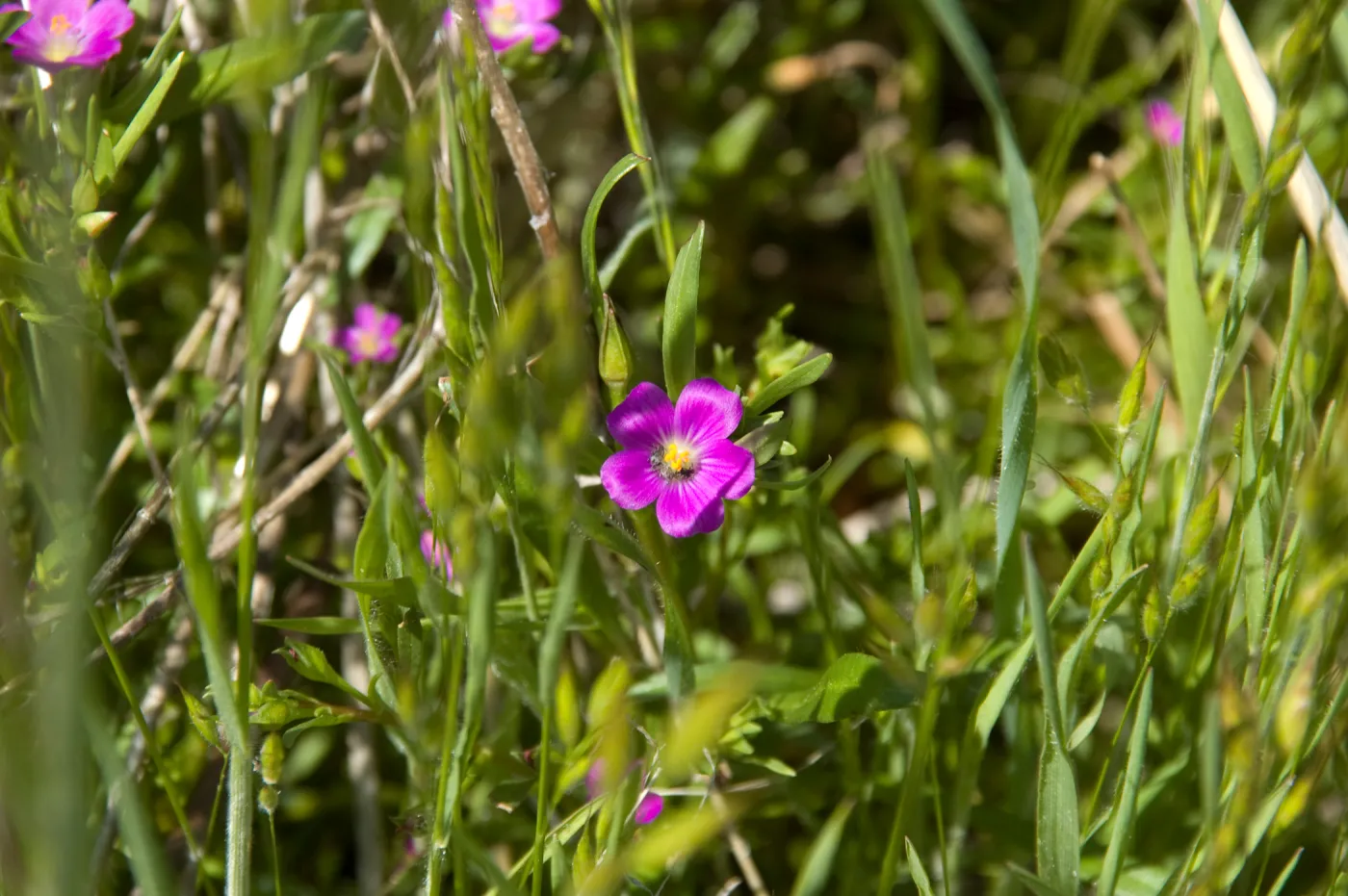 wildflowers, Santa Lucia Trail, Santa Lucia Mountains, SBBG Research and Conservation staff field trip, Fort Hunter Liggett, 2006