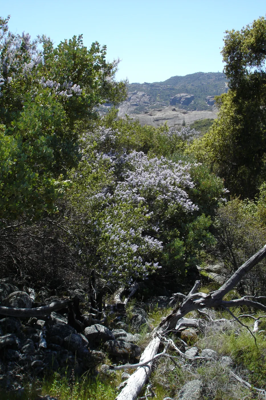 Ceanothus (California Lilac), Santa Lucia Trail, Santa Lucia Mountains, SBBG Research and Conservation staff field trip, Fort Hunter Liggett, 2006