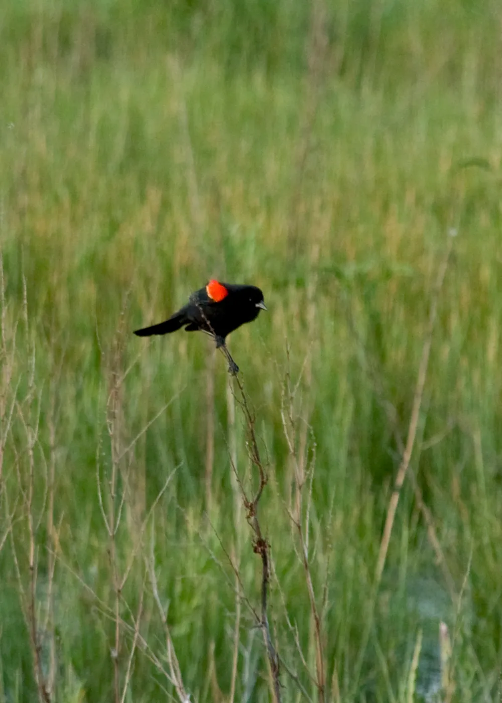 Red-winged black bird, SBBG Research and Conservation staff field trip, Fort Hunter Liggett, 2006