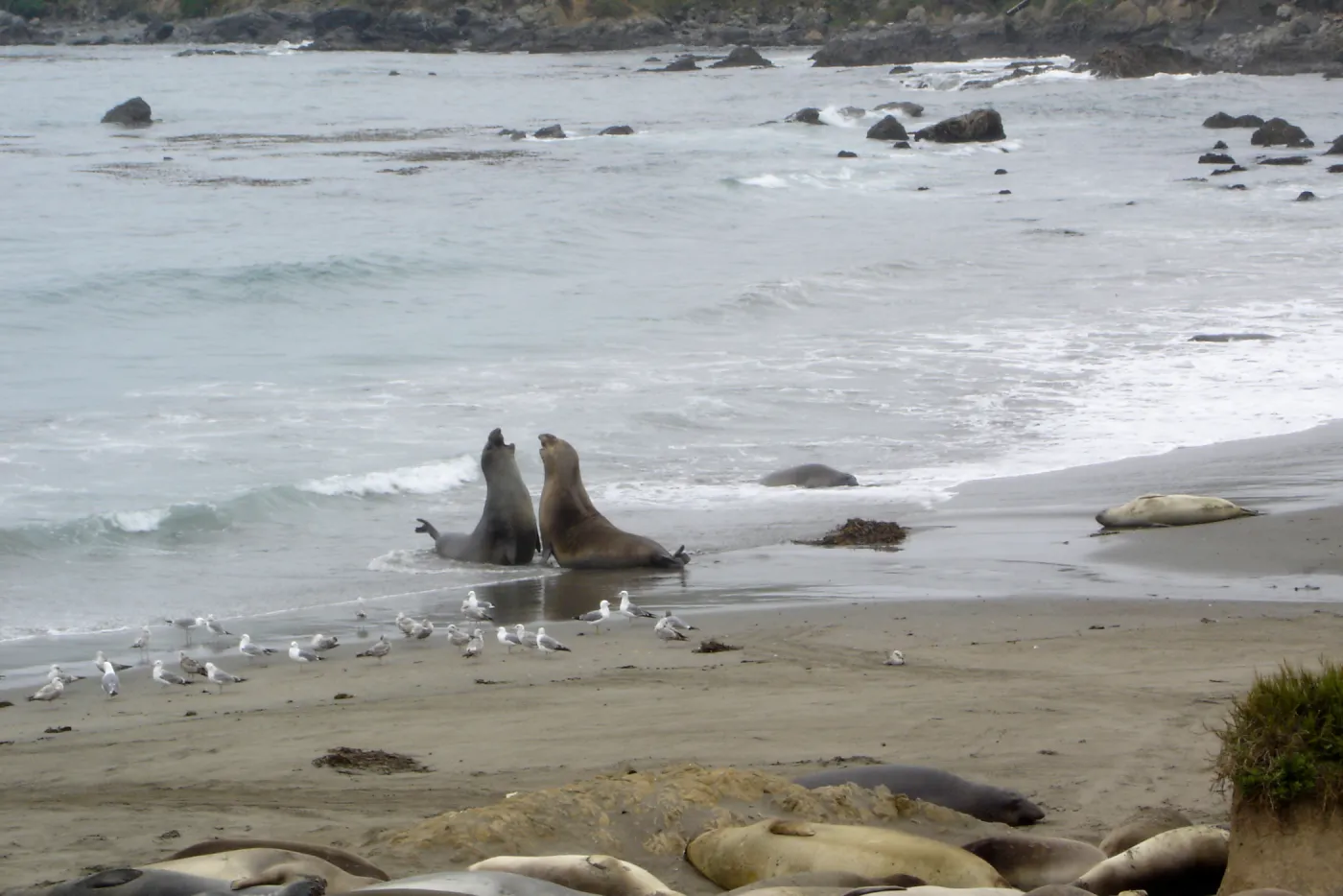 elephant seals at Piedras Blancas, SBBG Research and Conservation Staff field trip, Fort Hunter Liggett, 2006