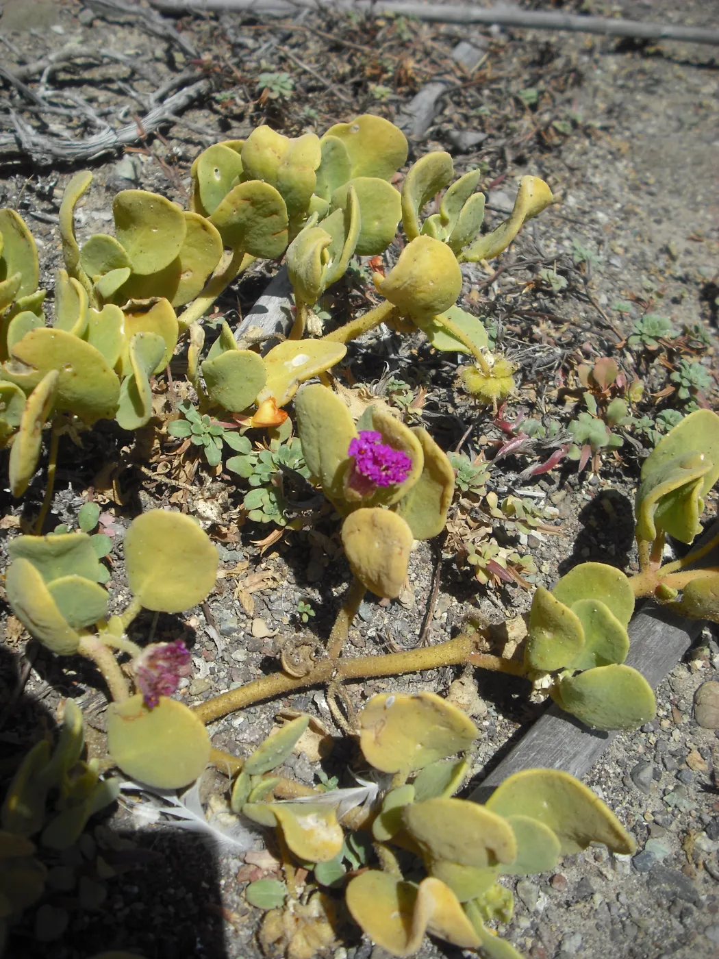 Abronia maritima, SBBG Field Trip to Santa Cruz Island, 2011