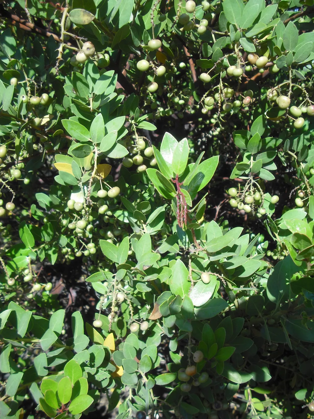 Arctostaphylos insularis in fruit, SBBG Field Trip to Santa Cruz Island, 2011
