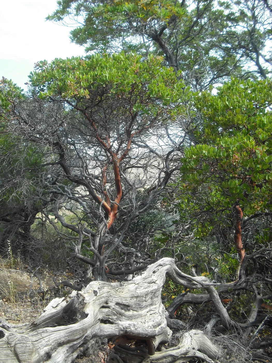 Arctostaphylos insularis, SBBG Field Trip to Santa Cruz Island, 2011