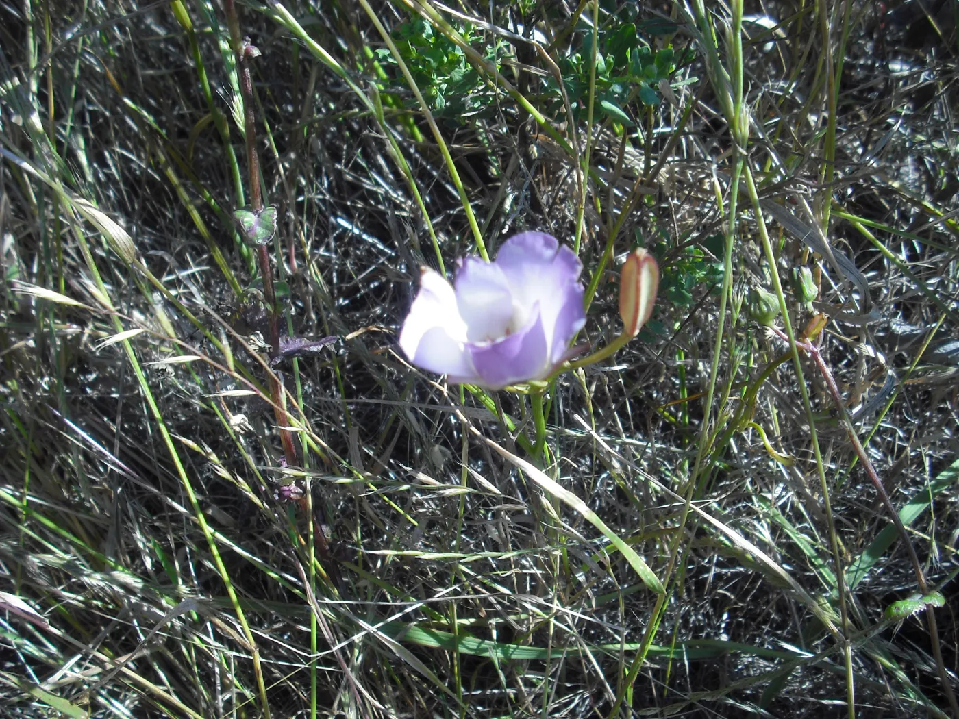 Calochortus catalinae, SBBG Field Trip to Santa Cruz Island, 2011