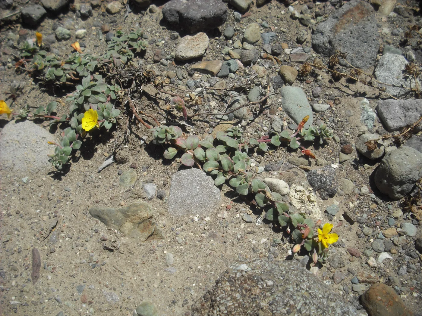 Camissonia cheiranthifolia, SBBG Field Trip to Santa Cruz Island, 2011