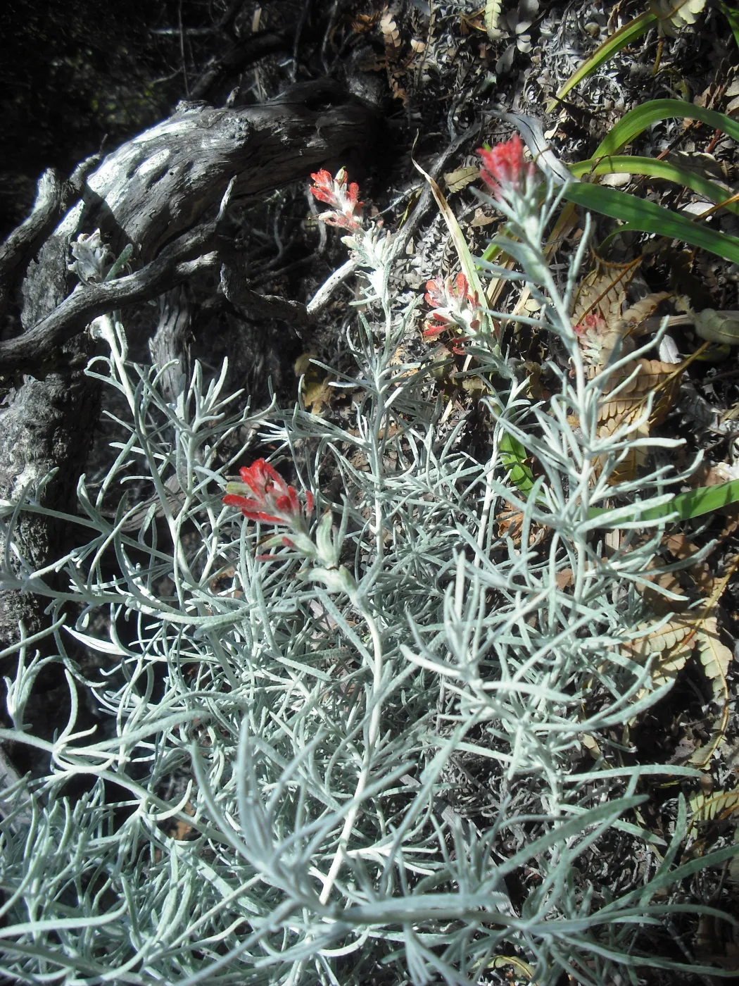 Castilleja hololeuca, SBBG Field Trip to Santa Cruz Island, 2011