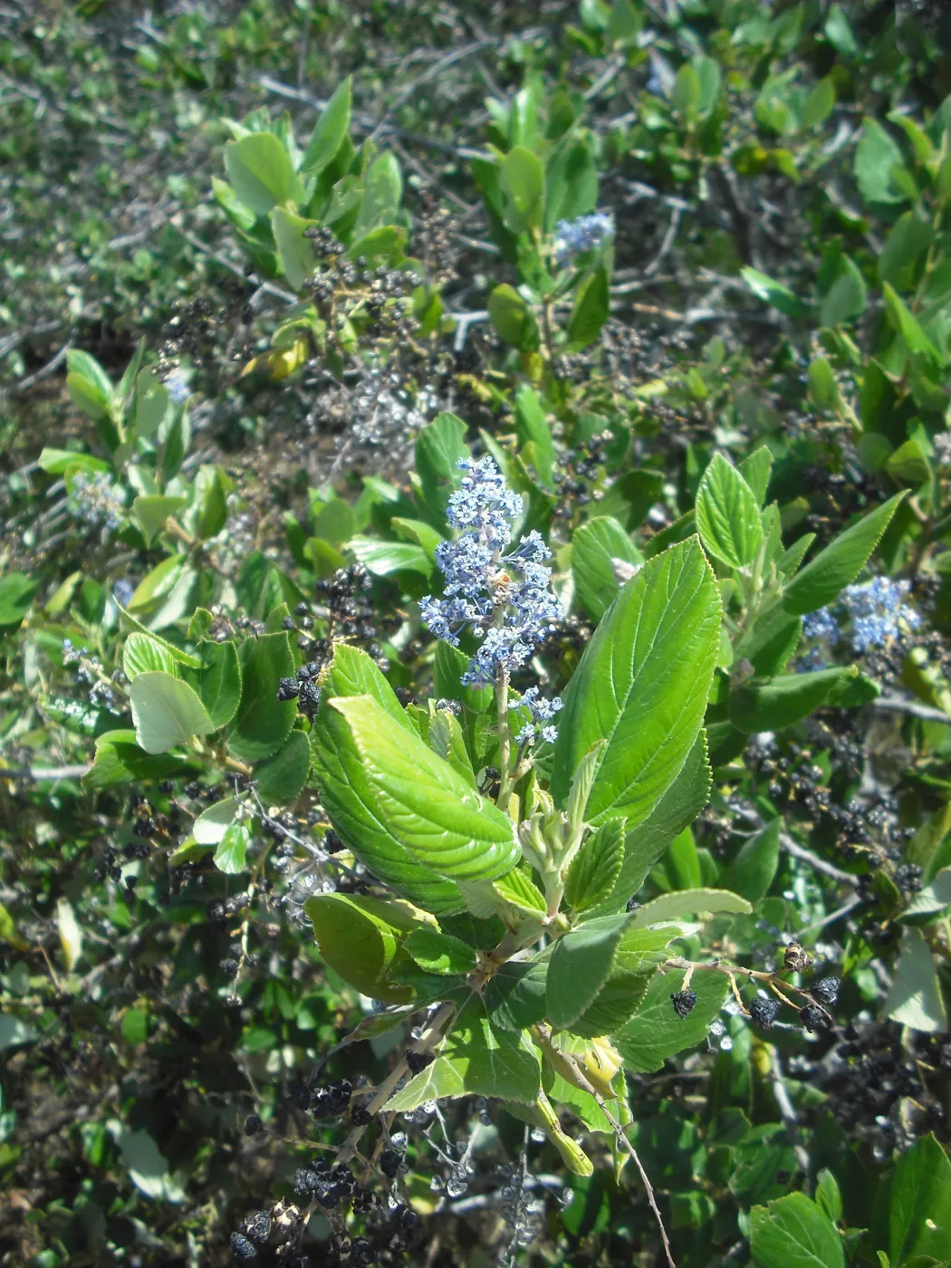 Ceanothus arboreus, inflorescence and leaves, , SBBG Field Trip to Santa Cruz Island, 2011