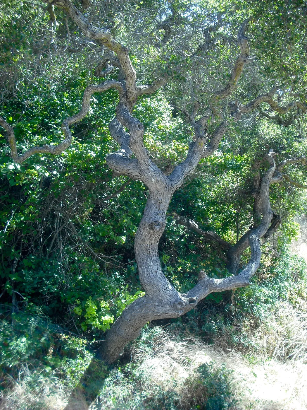 Quercus pacifica, Central Valley, SBBG Field Trip to Santa Cruz Island, 2011