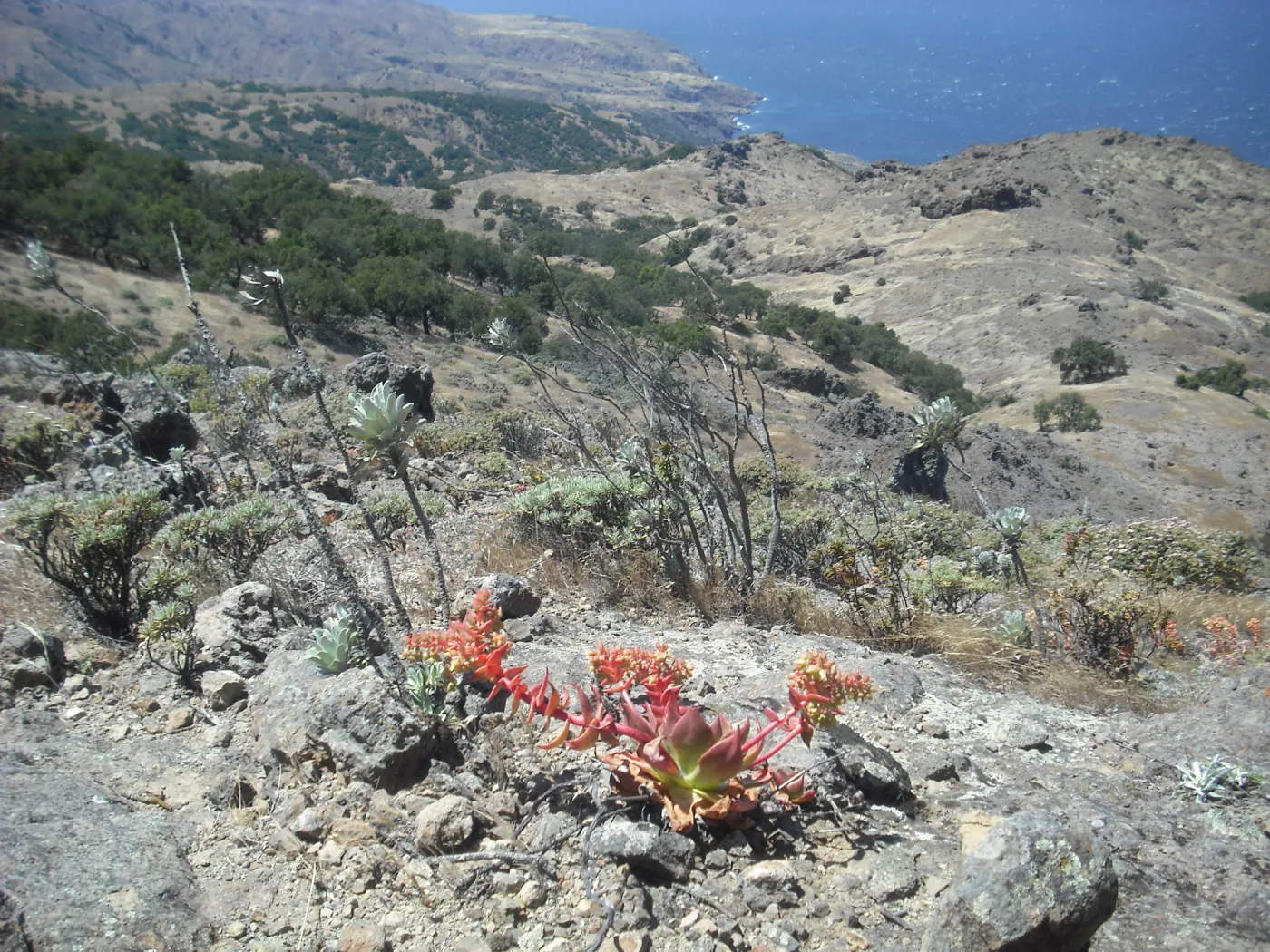 Dudleya candelabrum, Diablo Peak, SBBG Field Trip to Santa Cruz Island, 2011