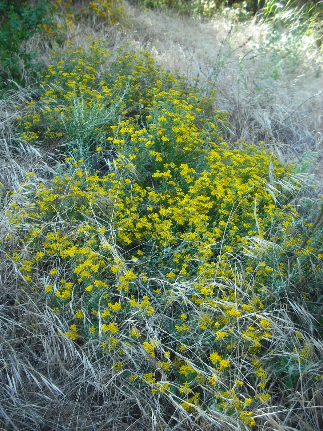 Eriophyllum confertiflorum var confertiflorum, SBBG Field Trip to Santa Cruz Island, 2011