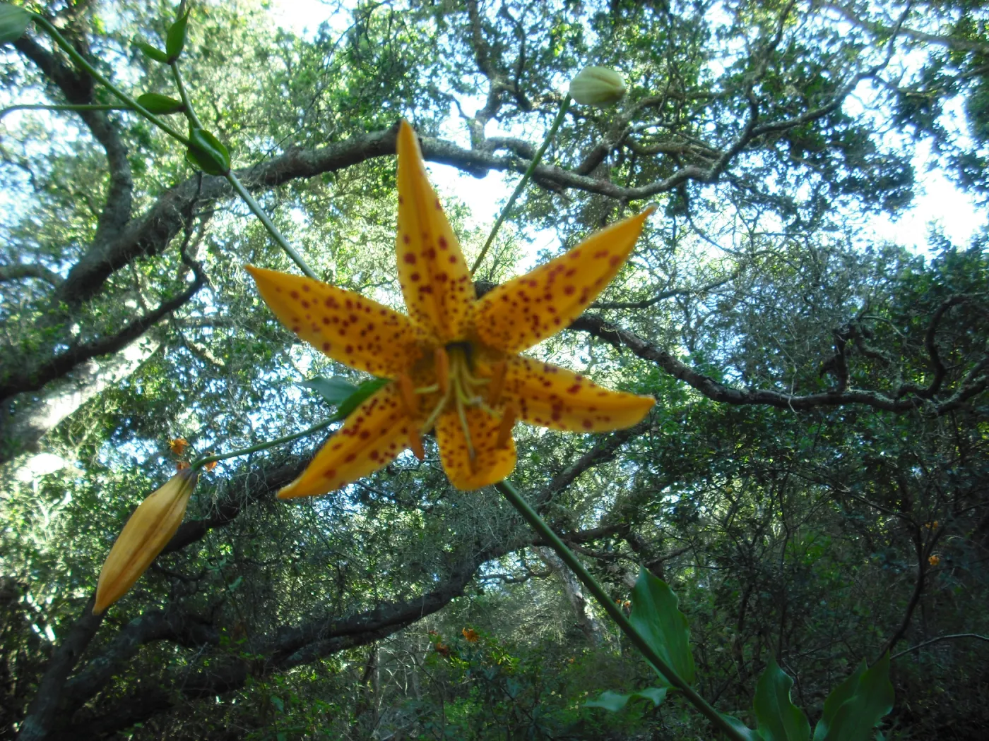 Lilium humboldtii in flower, SBBG Field Trip to Santa Cruz Island, 2011