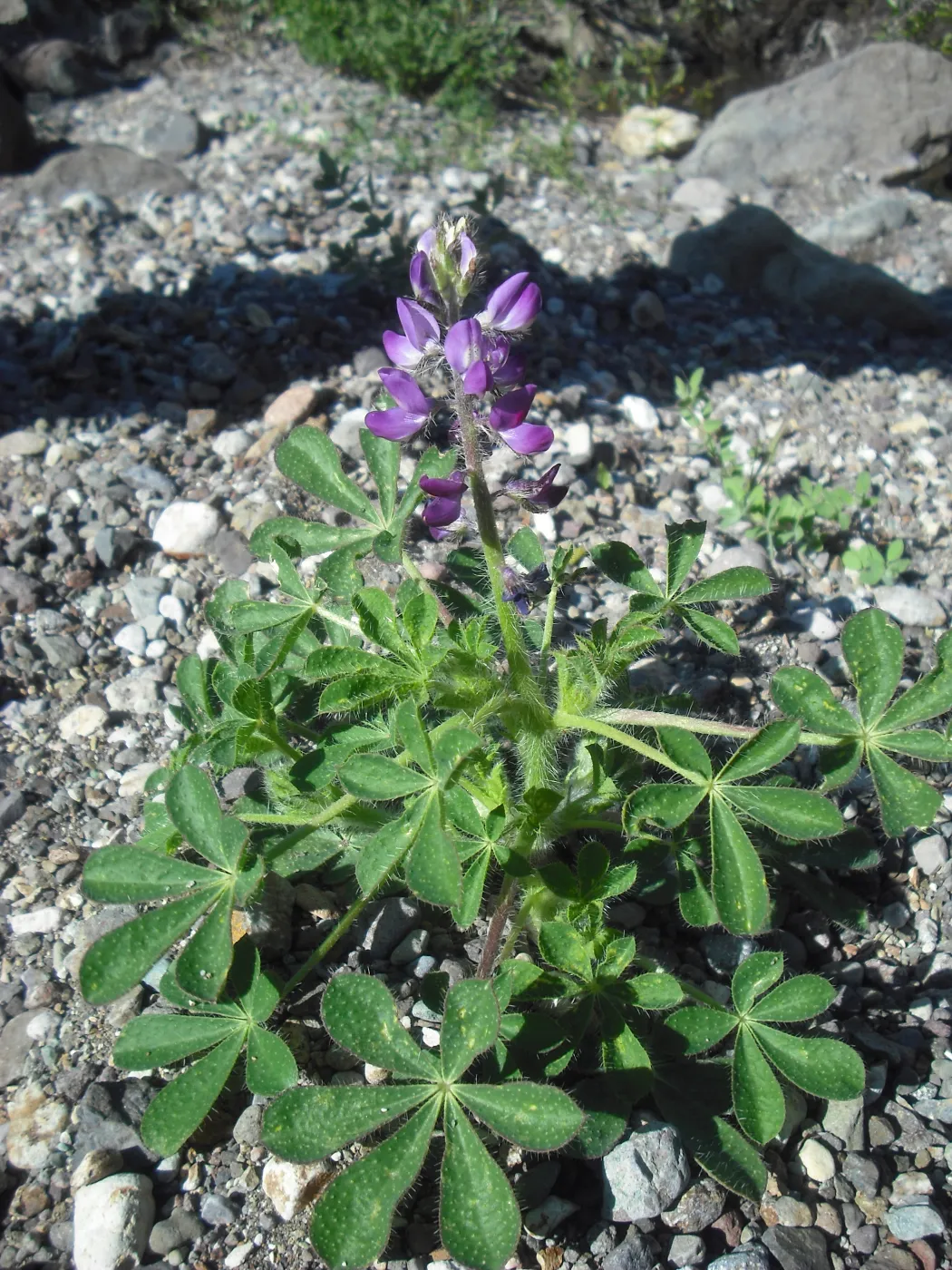 Lupinus hirsutissimus, SBBG Field Trip to Santa Cruz Island, 2011