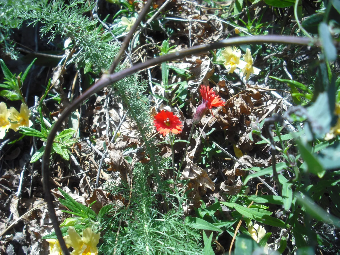 Silene laciniata ssp. major, SBBG Field Trip to Santa Cruz Island, 2011