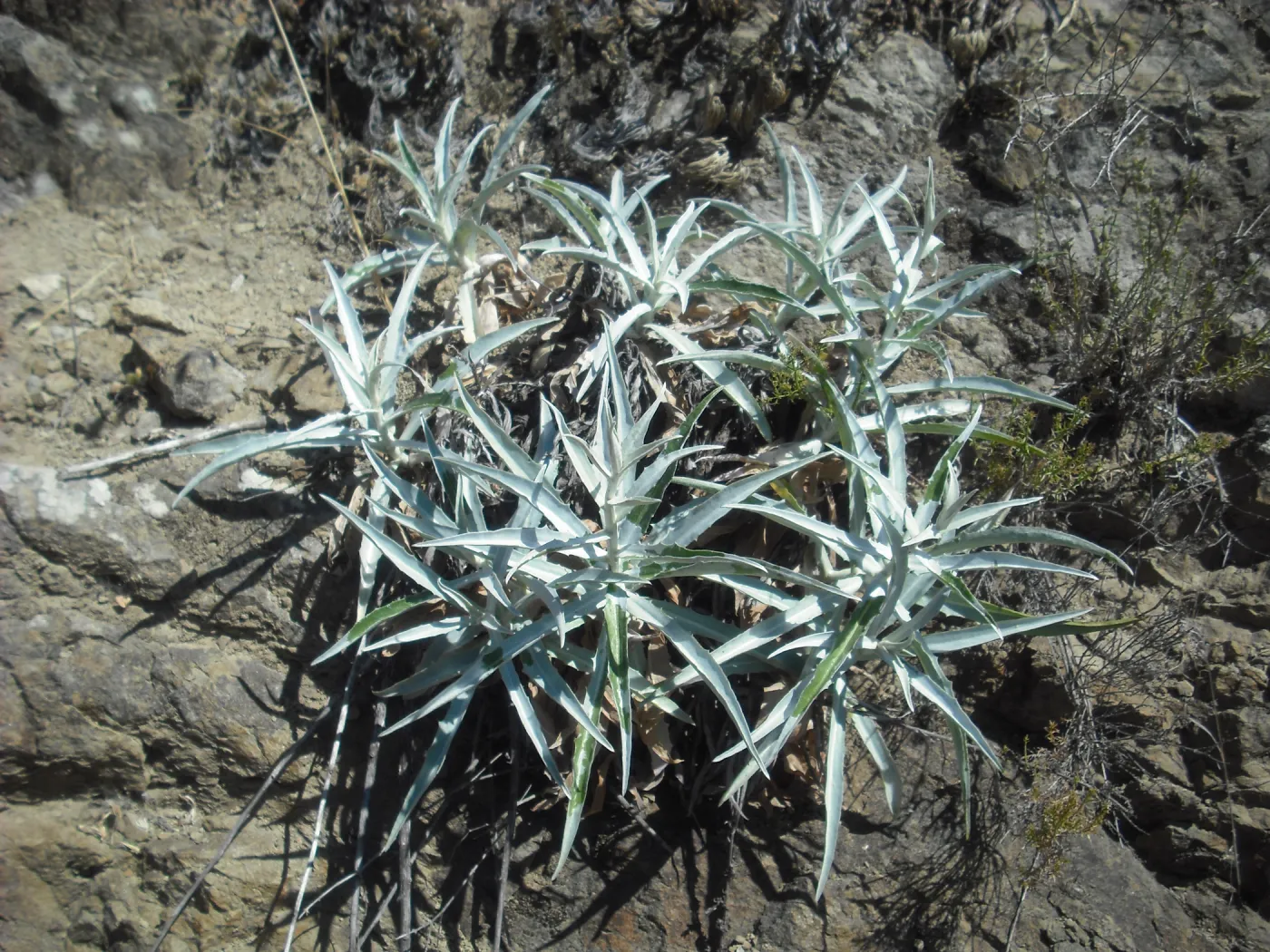 Stephanomeria cichoriacea, SBBG Field Trip to Santa Cruz Island, 2011