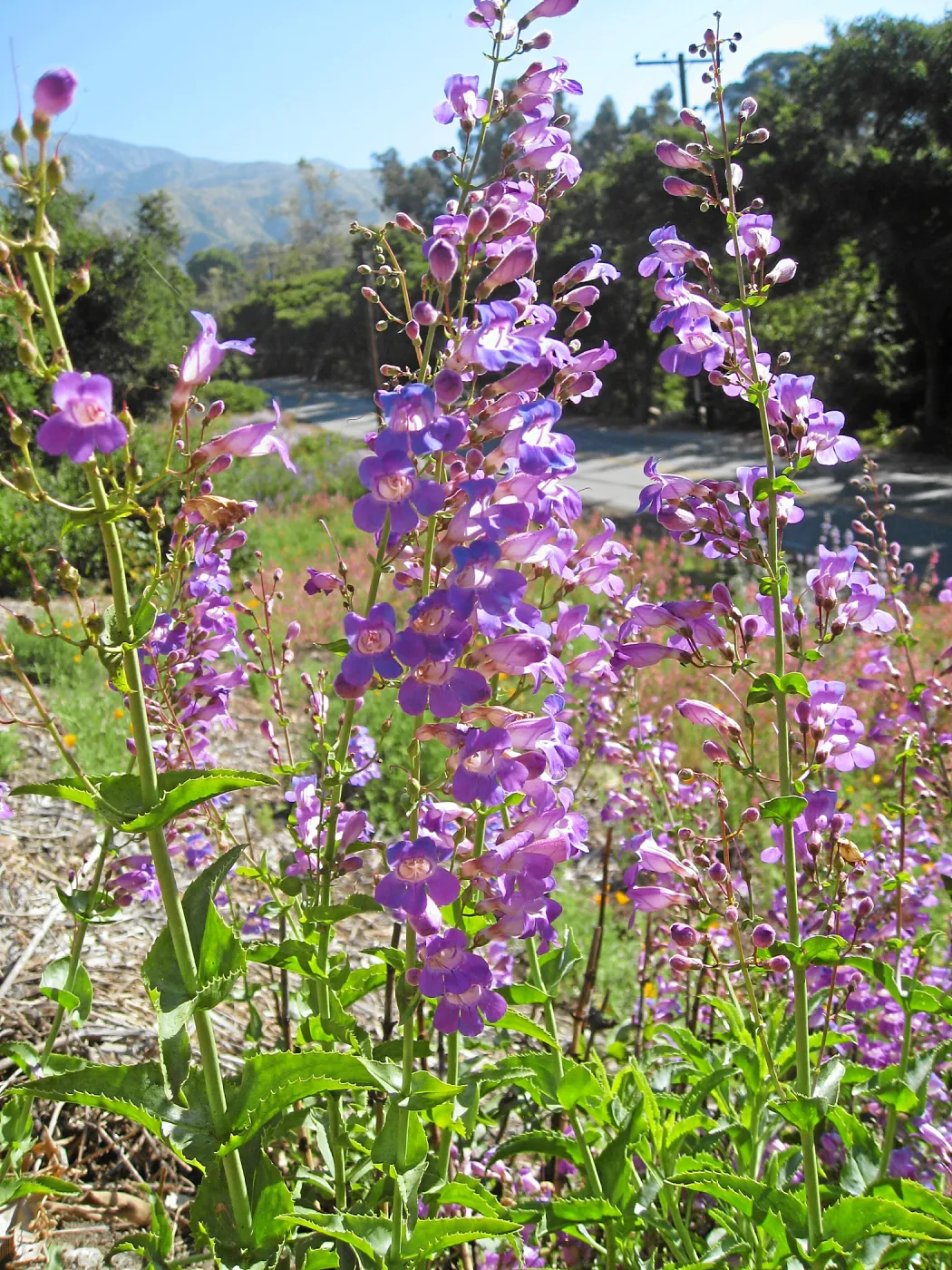 Tunnel Triangle, Penstemon spectabilis