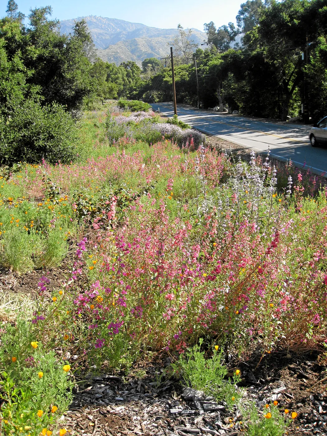 Tunnel Triangle plantings